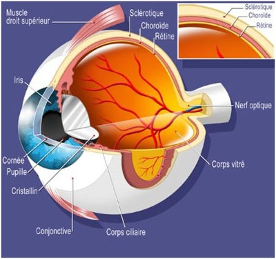 Anatomie de l'oeil